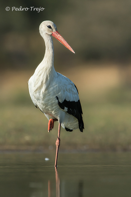 Cigüeña blanca (Ciconia ciconia)